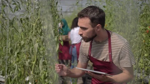Young farm worker examining tomatoes in greenhouse Stock Footage 145223385