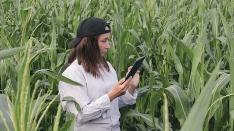A young farmer agronomist inspecting a corn field Vídeos de archivo 119227189