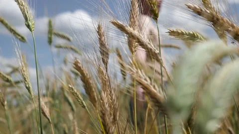 Young farmer behind wheat field cheereng the harvest. Young man raise his hands 스톡 동영상 135274980