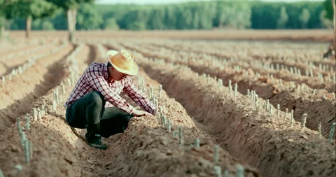 Young farmer is checking and gently press a ground around the cuttings  Stockbeeldmateriaal 200373334