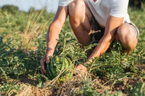 Young farmer checking his watermelon field at organic eco farm Stock Photos