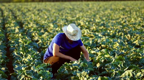 The young farmer checking plants in the field of cauliflower during irrigation. Stock Footage 68182301