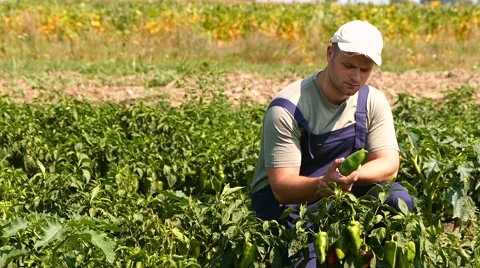 Young farmer checking plants in the pepper field. Sunny summer day. Stock Footage 68188051