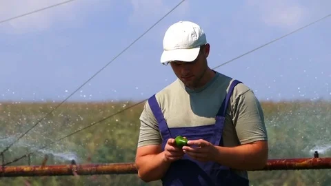 Young farmer checking plants in the pepper field. Sunny summer day. Stock Footage 83547368
