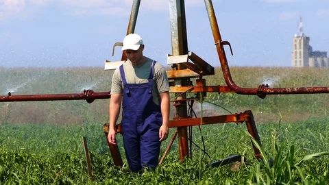 Young farmer checking plants in the pepper field. Sunny summer day. Stock Footage 83549000