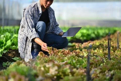 Young farmer checking quality of organic vegetable and managing plant export Foto stock