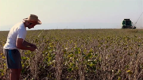 Young farmer checking soybean during harvesting slow motion  Stock Footage 56610781