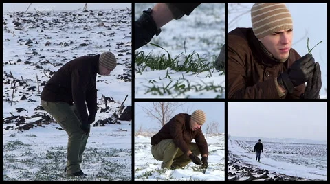 Young farmer checking on wheat in winter - split screen video. Stock Footage 61013230