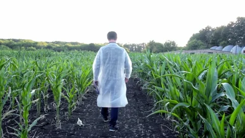 Young farmer checks the growth progress of corn cobs on the field of organic eco Stock Footage 135478186