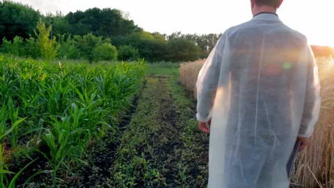 Young farmer checks the growth progress of corn cobs on the field of organic eco Stock Footage 135478208