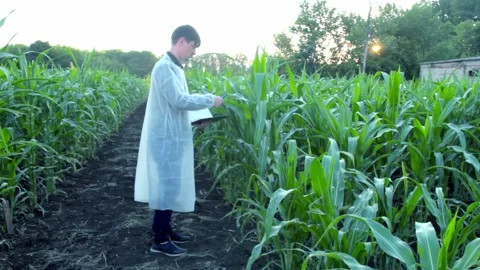 Young farmer checks the growth progress of corn cobs on the field of organic eco 動画素材 135478382
