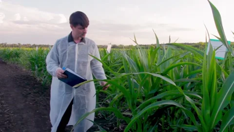 Young farmer checks the growth progress of corn cobs on the field of organic eco Stock Footage 135478451