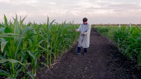 Young farmer checks the growth progress of corn cobs on the field of organic eco Stock Footage 135478464
