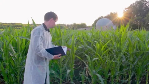 Young farmer checks the growth progress of corn cobs on the field of organic eco Stock Footage 136263634