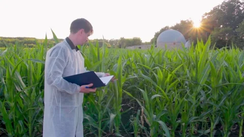Young farmer checks the growth progress of corn cobs on the field of organic eco Stock Footage 136852395