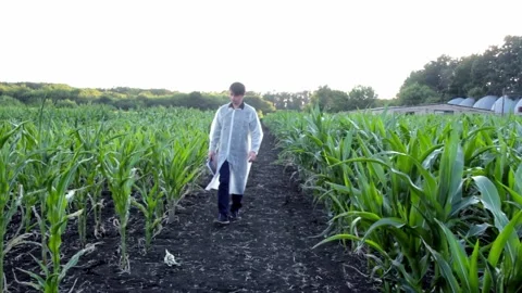 Young farmer checks the growth progress of corn cobs on the field of organic eco Stock Footage 136852406