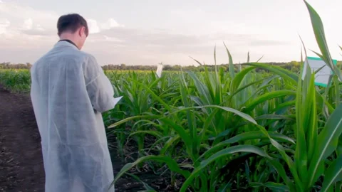 Young farmer checks the growth progress of corn cobs on the field of organic eco 動画素材 136852423