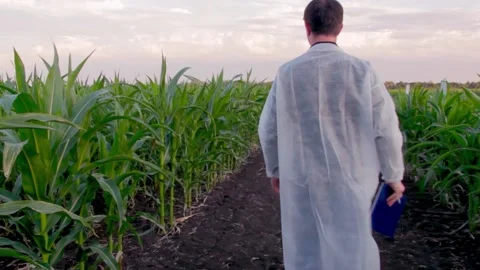 Young farmer checks the growth progress of corn cobs on the field of organic eco Stock-Footage 136852429