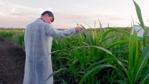 Young farmer checks the growth progress of corn cobs on the field of organic eco Stock Footage 137970636