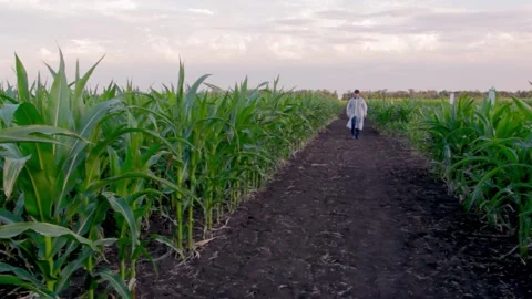 Young farmer checks the growth progress of corn cobs on the field of organic eco Video stock 137970666