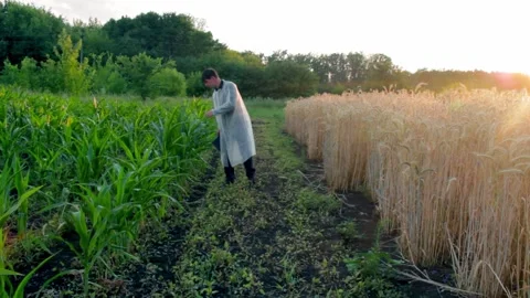 Young farmer checks the growth progress of corn cobs on the field of organic eco Stock-Footage 138898440