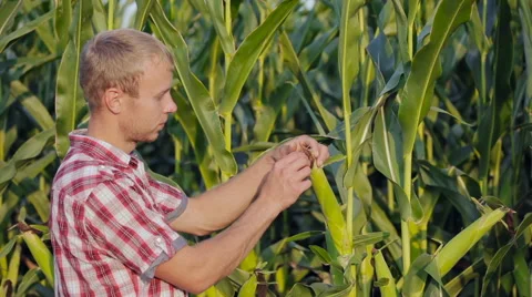 Young farmer checks the ripening corn. Stock Footage 65515799