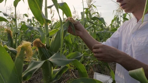 Young Farmer Checks the Ripening Corn Stock Footage 78257034