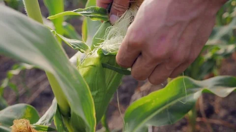 Young Farmer Checks the Ripening Corn Video stock 78257064