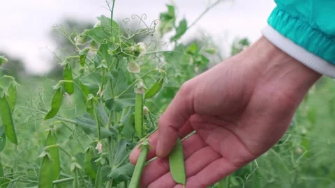 A young farmer checks sprouting chickpeas. Close-up of a hand. Stock Footage 243661242