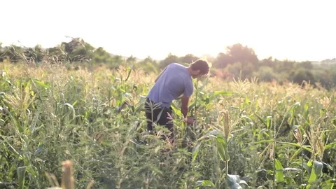 Young farmer collecting sweetcorn cobs on the corn fields at organic eco farm. Stock Footage