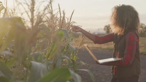 Young Farmer Collects Data of a Corn Field at Golden Hour Stock Footage 208718061