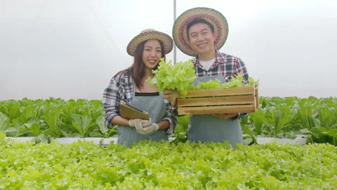 Young farmer couple working in hydroponic greenhouse farm, clean food and hea Vídeo Stock 164468803