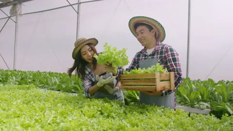 Young farmer couple working in hydroponic greenhouse farm, clean food and hea Vídeo Stock 164468919