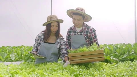 Young farmer couple working in hydroponic greenhouse farm, clean food and hea Vídeo Stock 164469114