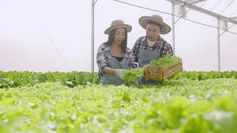 Young farmer couple working in hydroponic greenhouse farm, clean food and hea Stock Footage 164469130