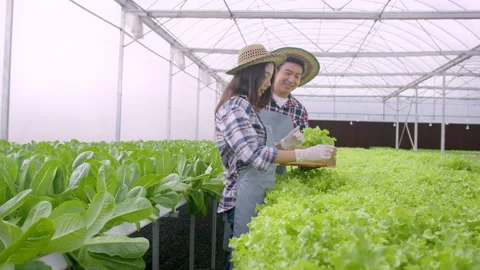 Young farmer couple working in hydroponic greenhouse farm, clean food and hea 스톡 동영상 164469367