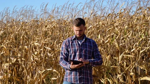 Young farmer examine corn seed in corn fields during harvest Stock Footage 219435835