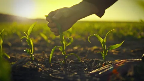 Young farmer examines green corn stalk on an open farm closely monitoring th Stock Footage 334546138