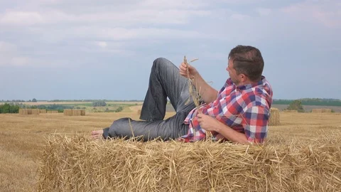 Young farmer examines the wheat Stock Footage 71499312