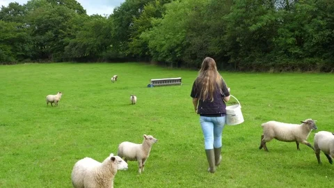 Young farmer feed sheep Stock Footage 78975616