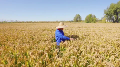 Young farmer hand touching bountiful harvested healthy paddy rice grains ears 動画素材 332979783