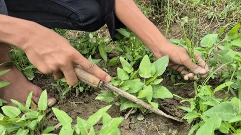 Young Farmer Hand Weeding Fresh Vegetable Field Soil 動画素材 337871379