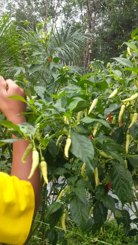 A young farmer harvesting cayenne Stock Footage 282707956