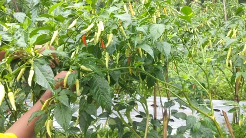 A young farmer harvesting cayenne Stock Footage 282707958