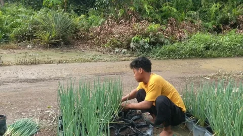 Young farmer harvesting spring onions in a polybex Stock Footage 261289048