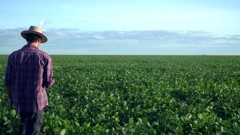 Young farmer in hat looking at beautiful soybean field with plants growing  Stock Footage 196157151