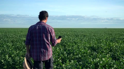 Young farmer in hat looking at beautiful soybean field with plants growing  Stock Footage 196157171