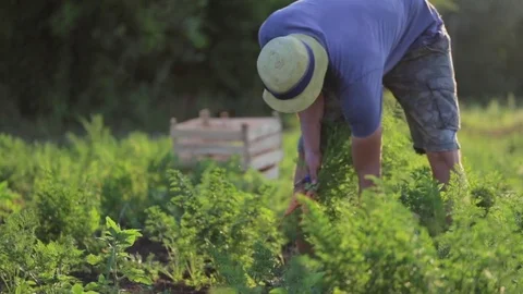 Young farmer in hat picking carrots on field of organic farm Stock Footage 77538907