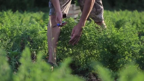 Young farmer in hat picking carrots on field of organic farm Stock Footage