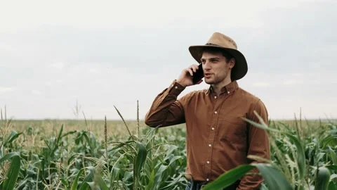 Young farmer in hat walking in green corn field and talking on mobile phone Stock Footage 137701523